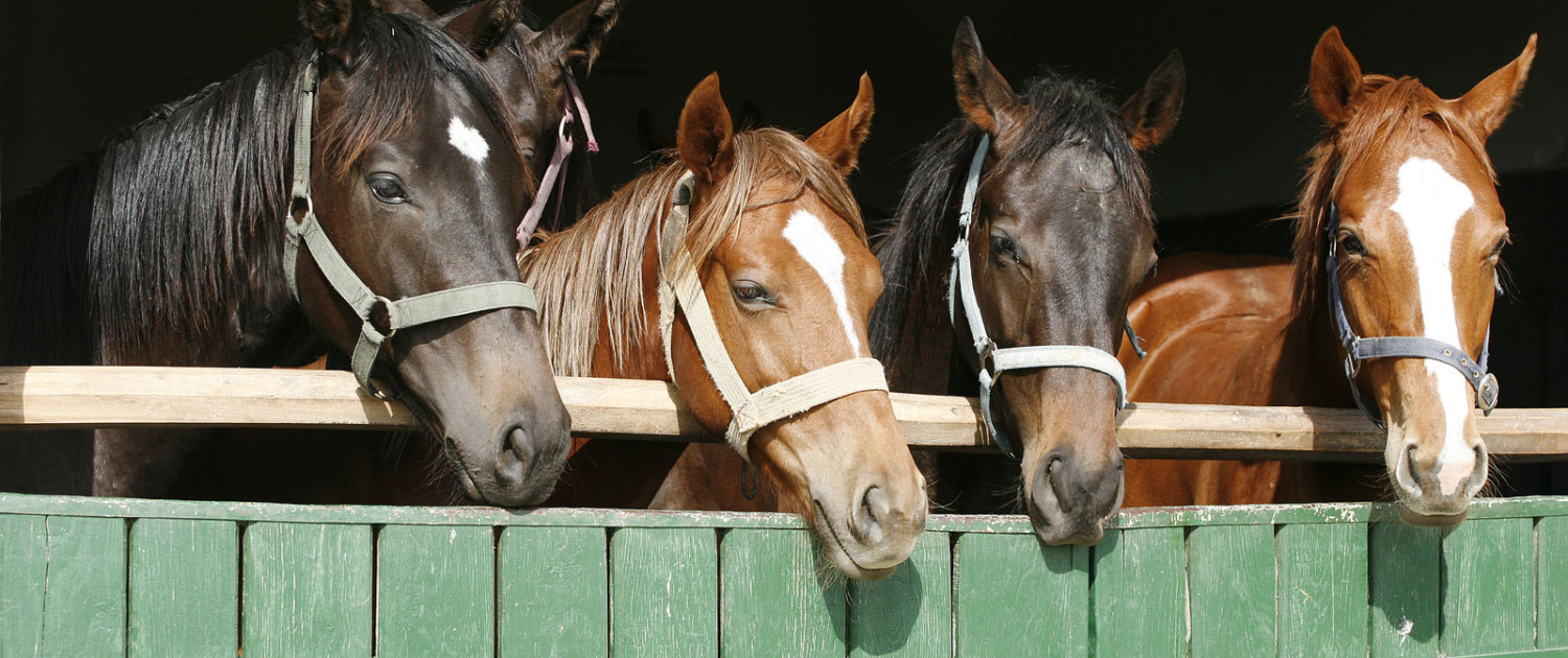 Closeup Face Of Horses In Stable.the Horse Is Looking Out From Barn